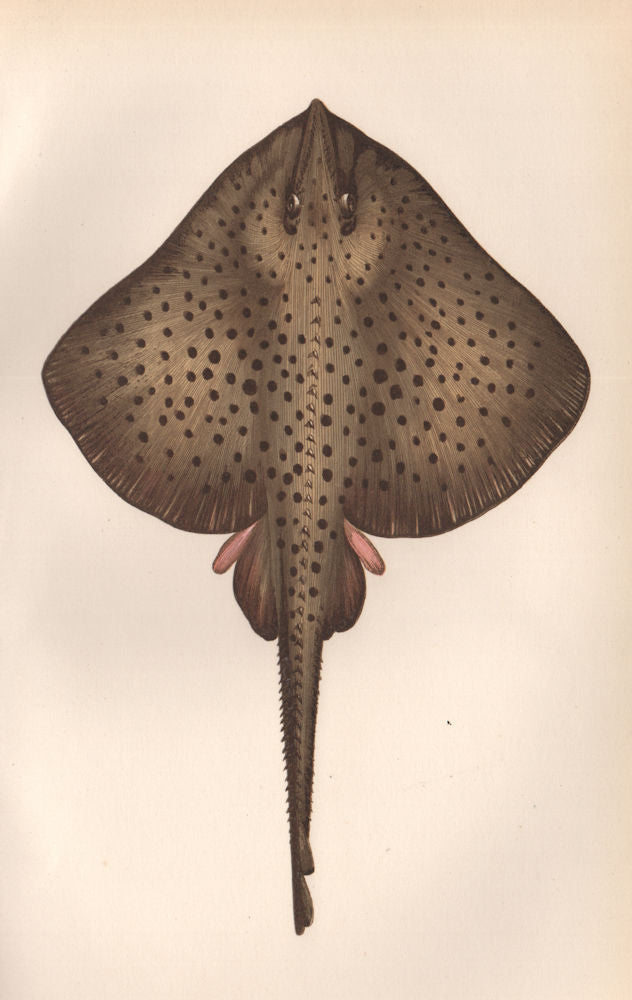 SPOTTED RAY. Homlin. Taily; Raia oxyrinque/miraletus/maculata. COUCH. Fish 1862